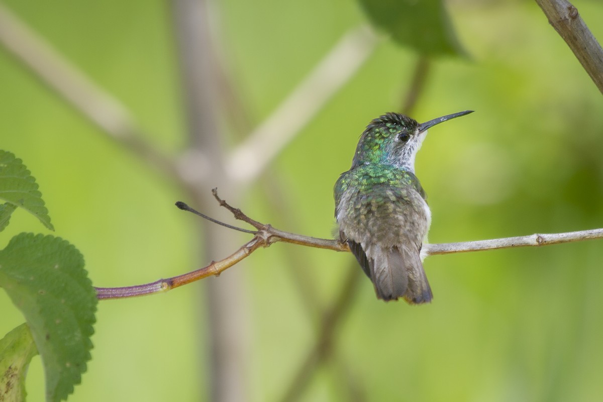 Amazilia Versicolor - ML495015741