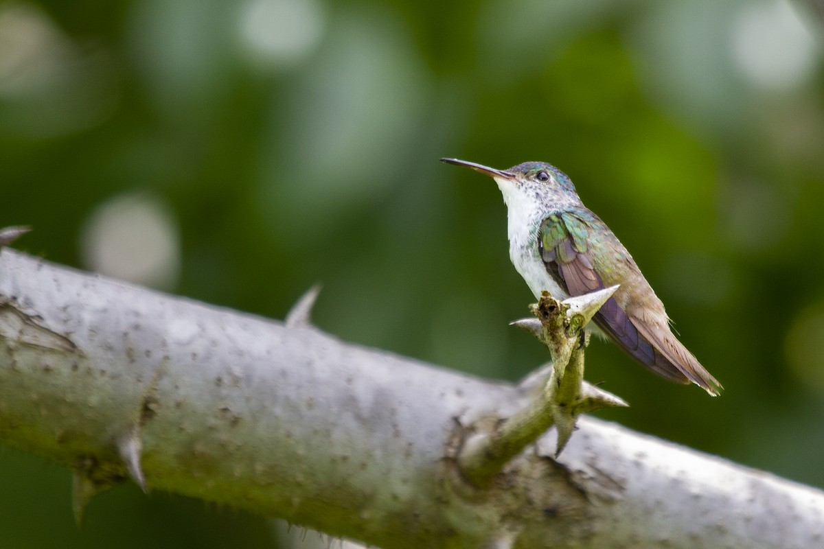 tupikolibri - ML495015771