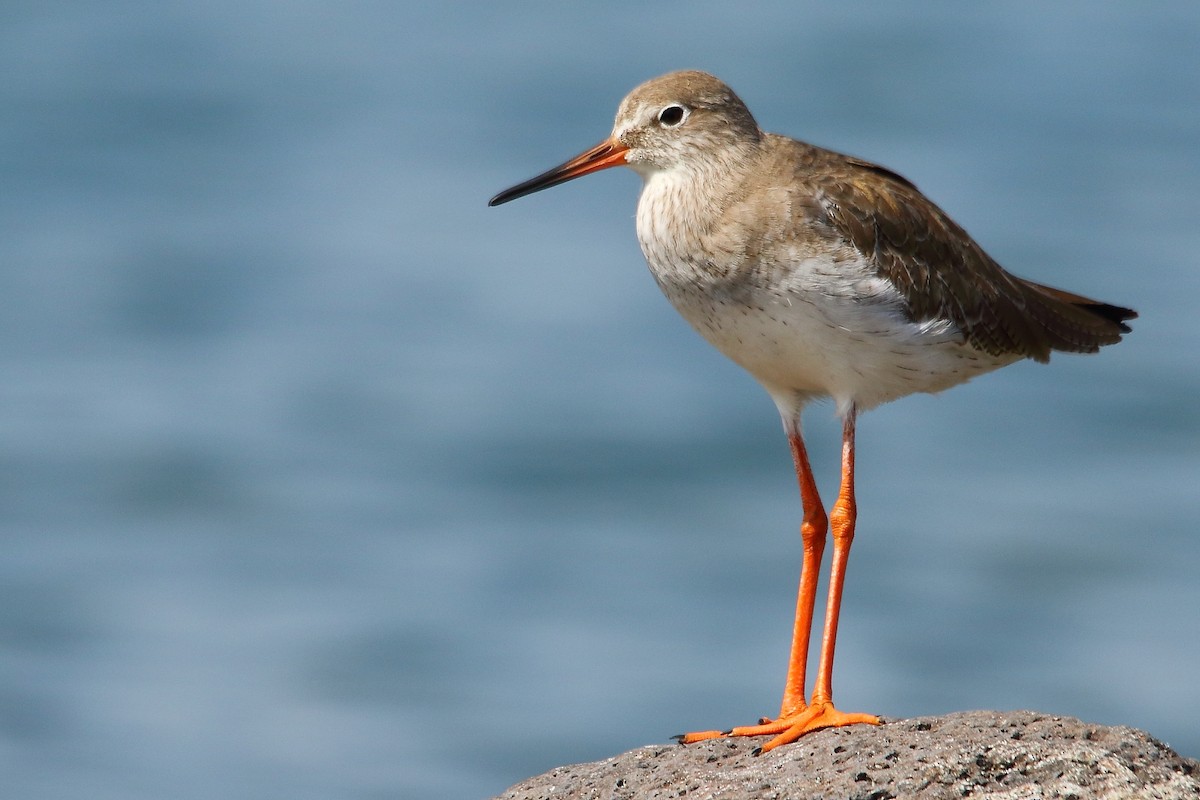 Common Redshank - Liron Grau