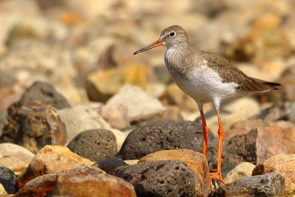 Common Redshank - ML495016321