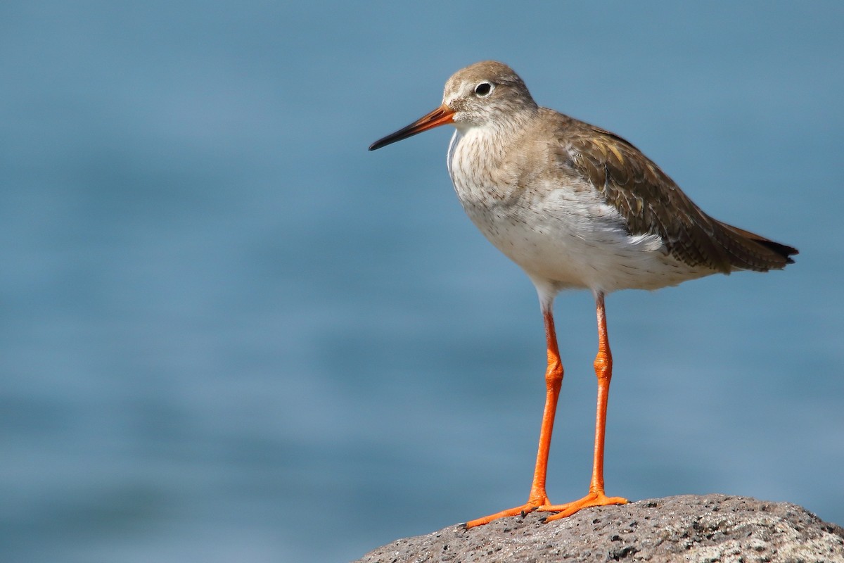 Common Redshank - Liron Grau