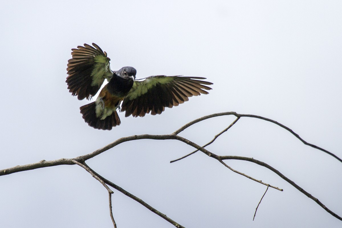 Swallow-winged Puffbird - ML495016651