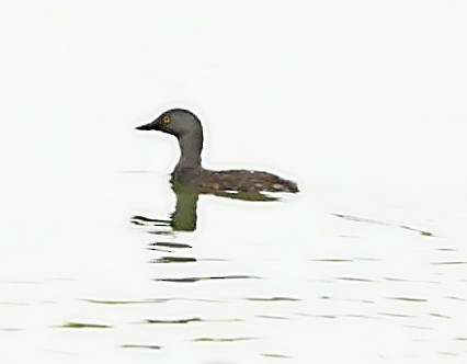 Eared Grebe - ML495016701