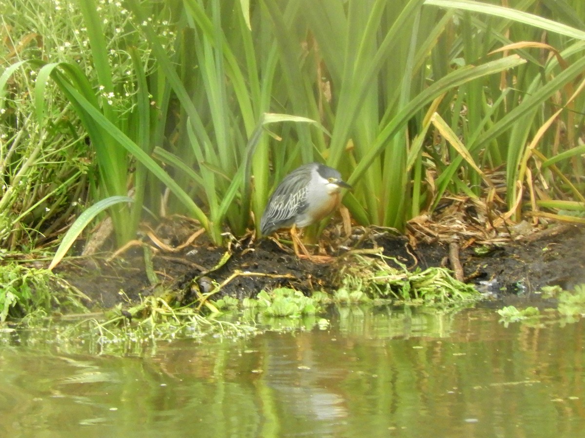 Striated Heron - ML495017461