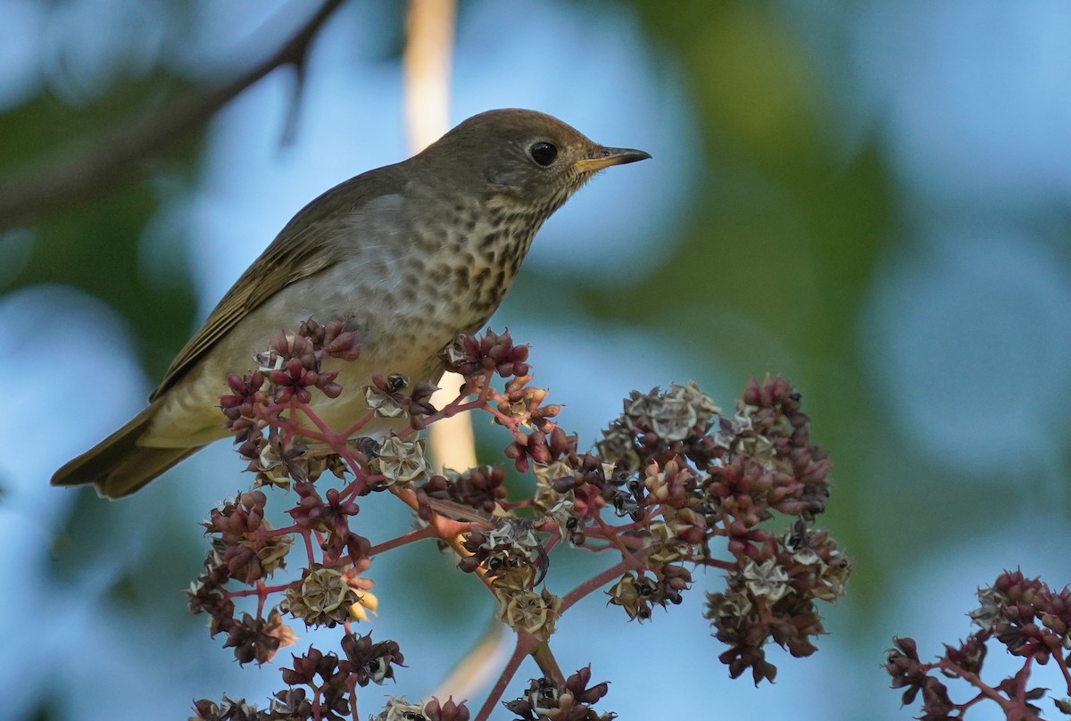 Gray-cheeked Thrush - ML495017801