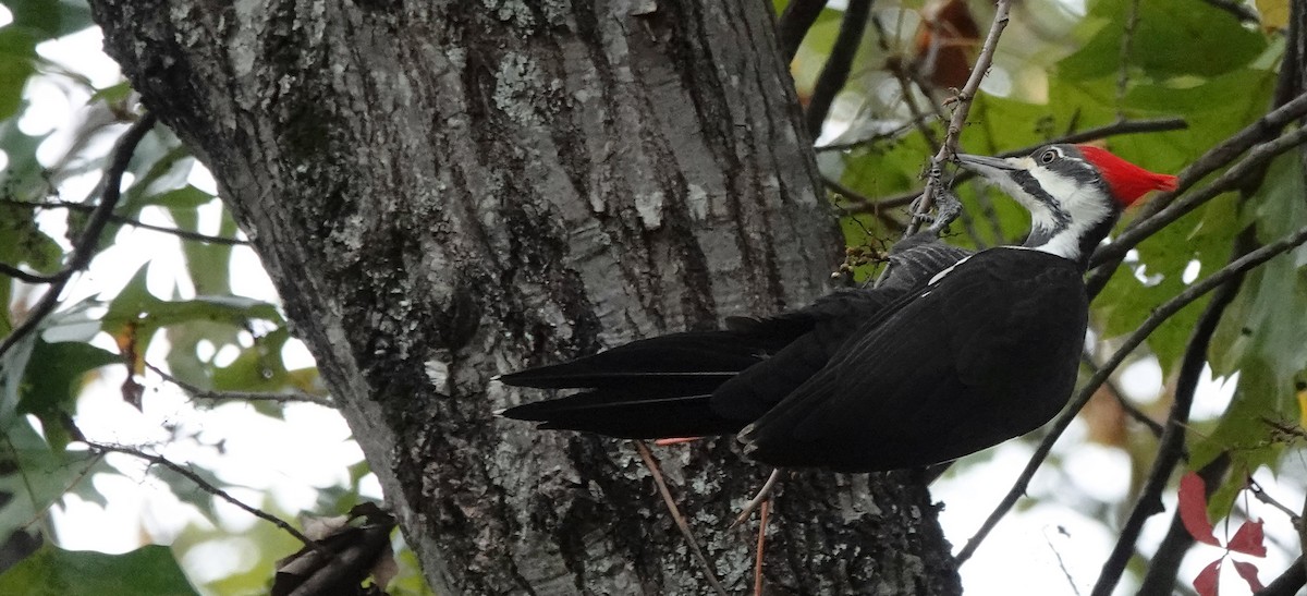 Pileated Woodpecker - ML495018791