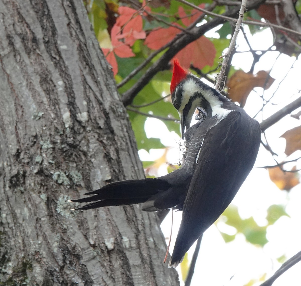 Pileated Woodpecker - ML495018841