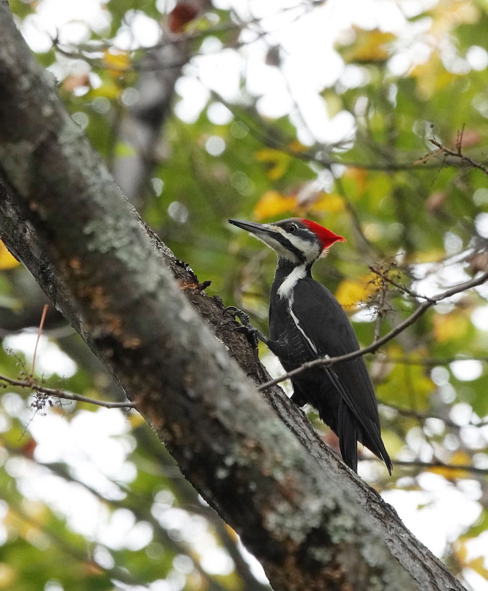 Pileated Woodpecker - ML495018851