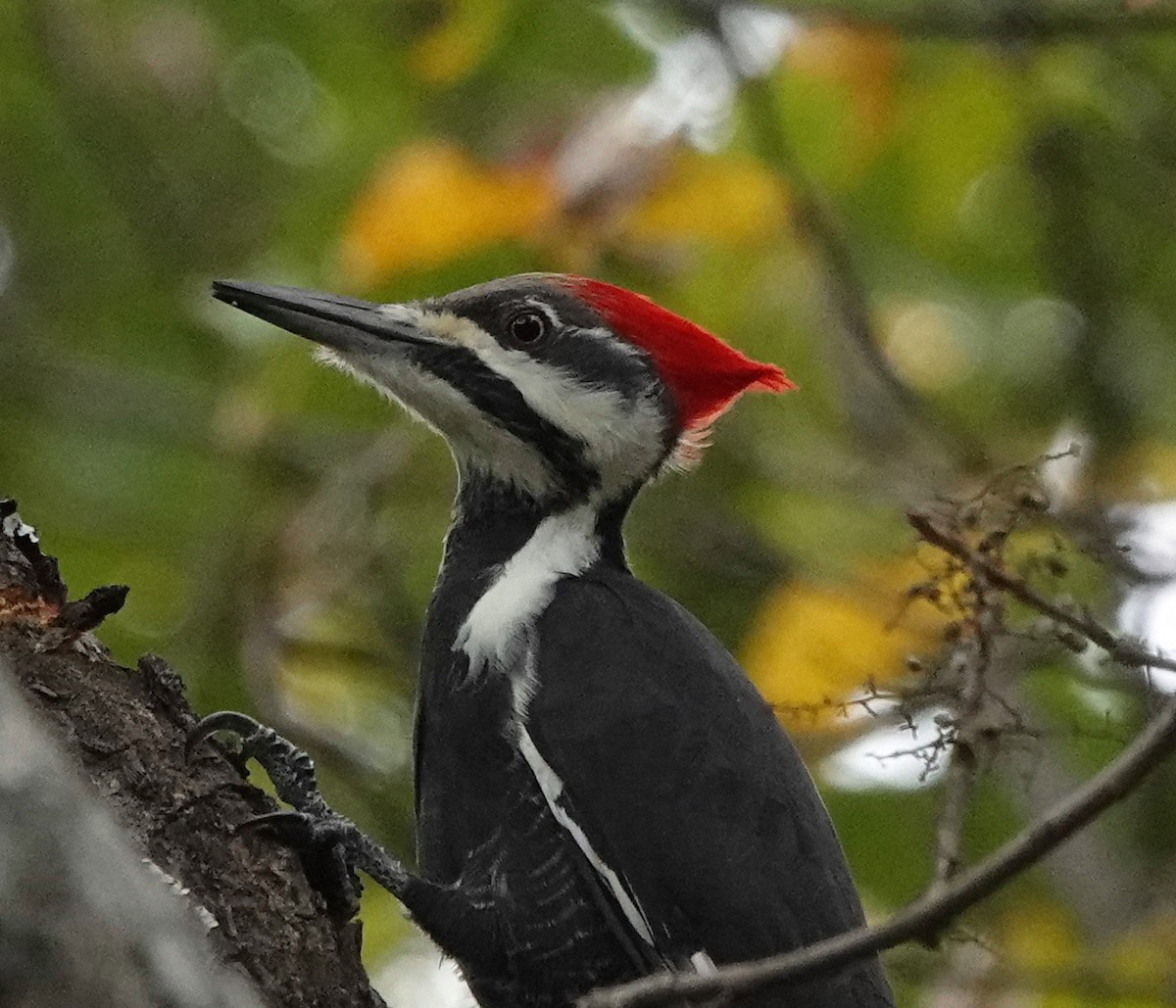 Pileated Woodpecker - ML495018861