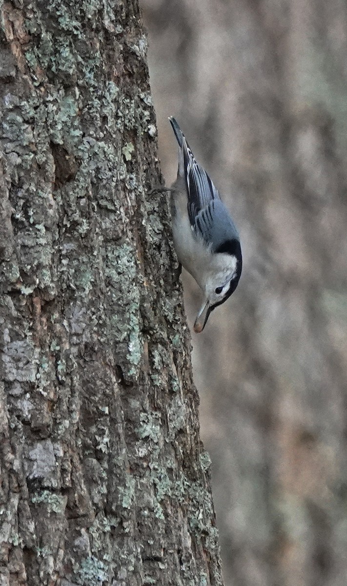 White-breasted Nuthatch - ML495018871