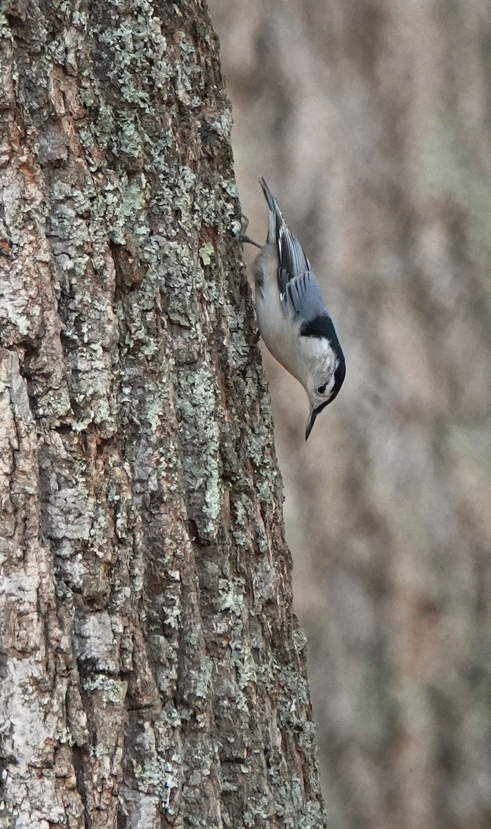 White-breasted Nuthatch - ML495018881