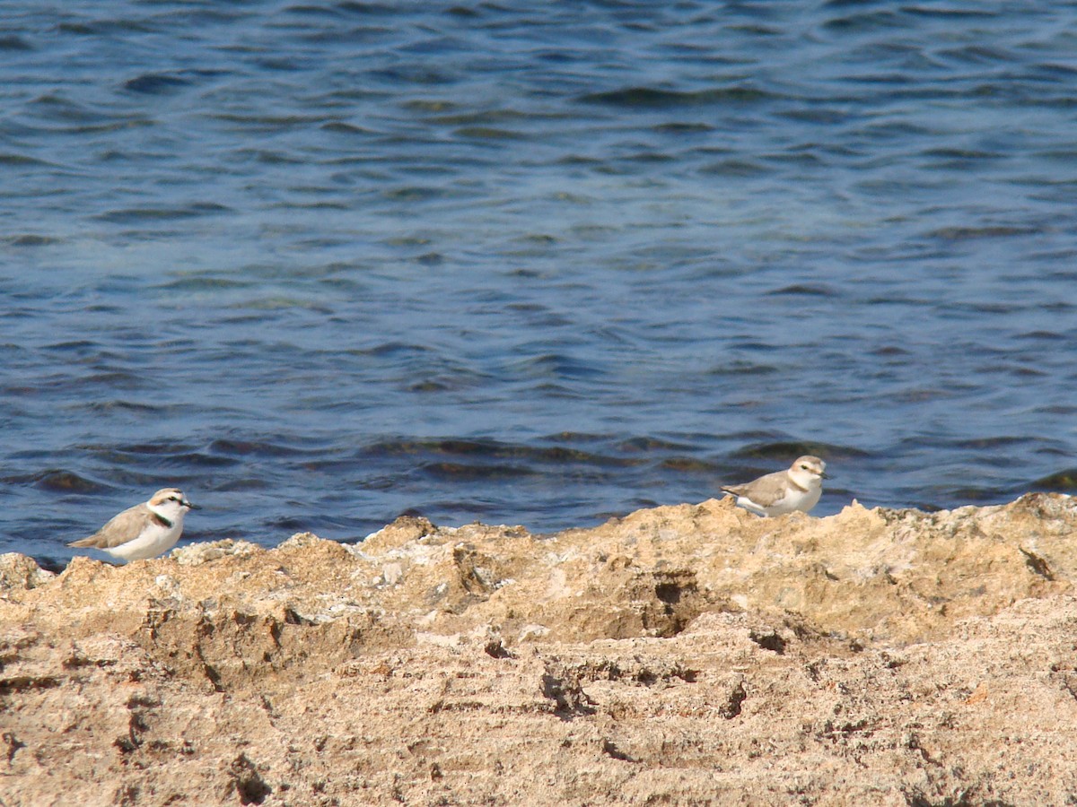 Kentish Plover - ML495019331