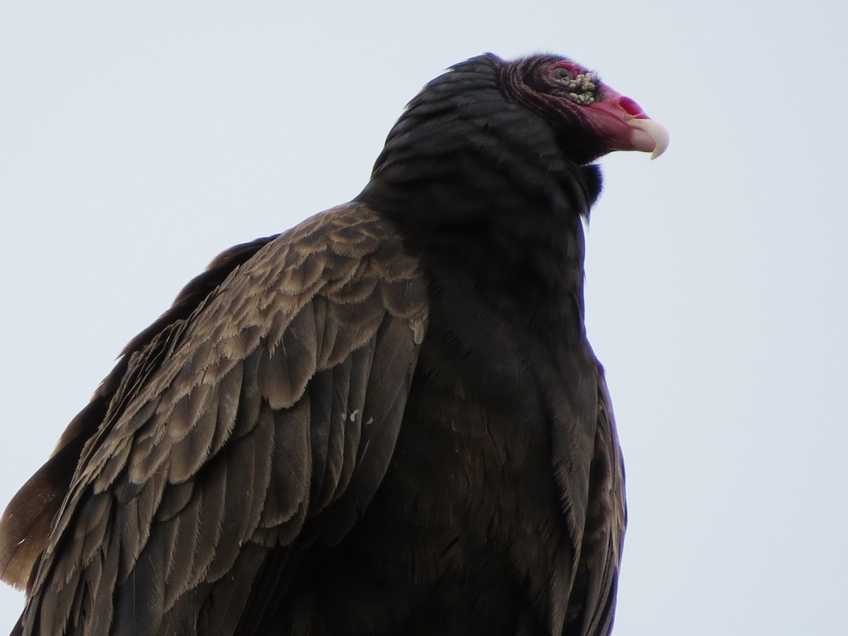 Turkey Vulture - ML495019511