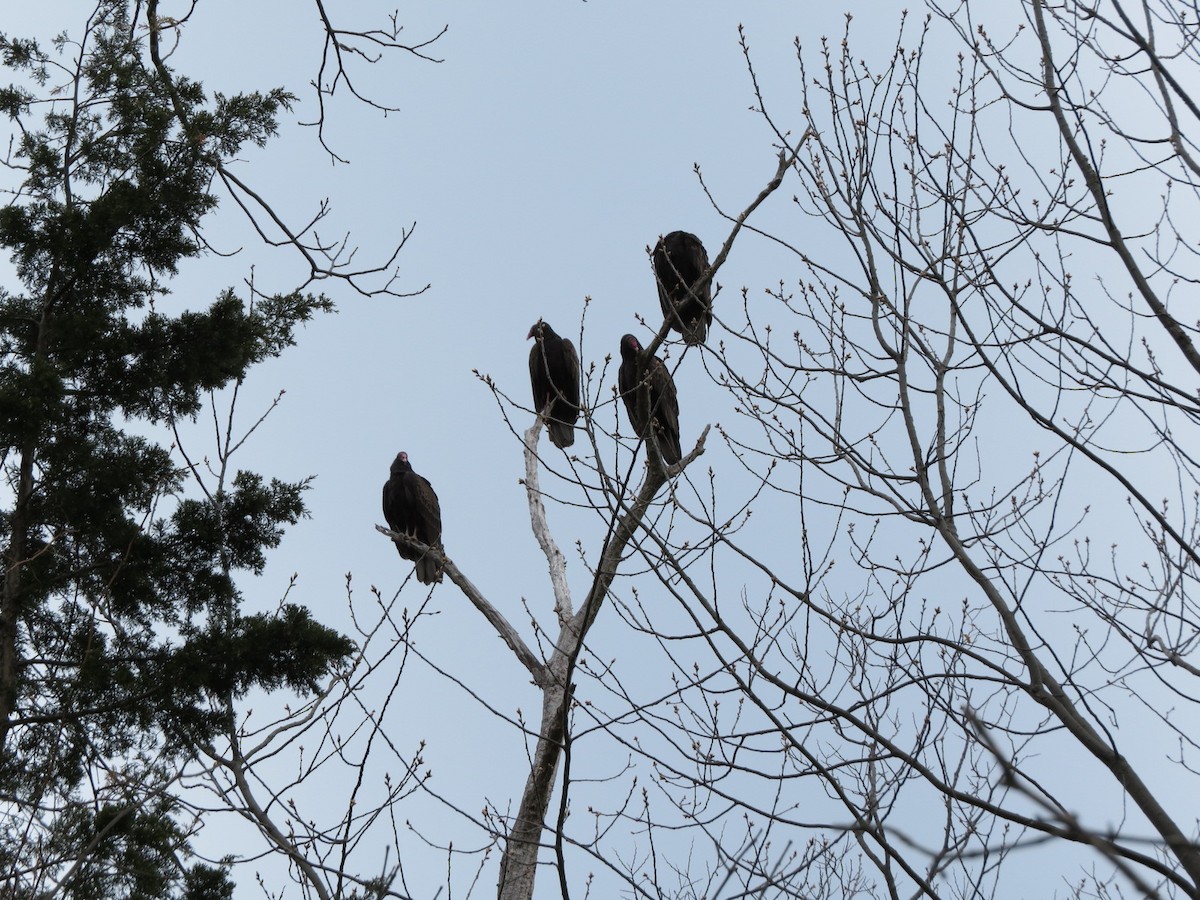 Turkey Vulture - ML495019521