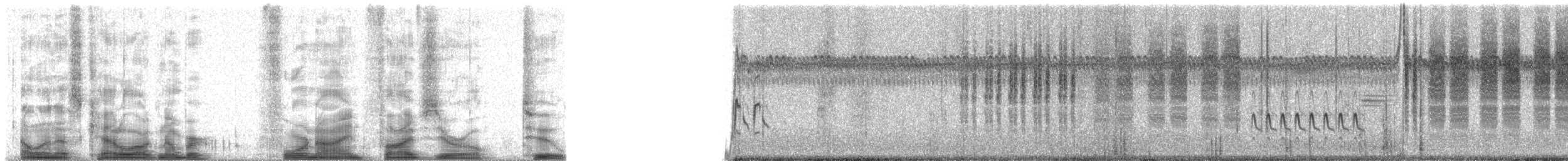 engsmett (alticola) - ML49502