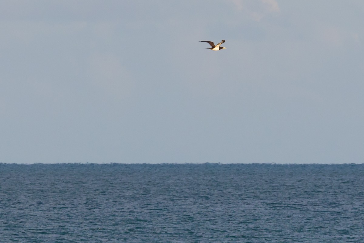 Brown Booby - ML495021291