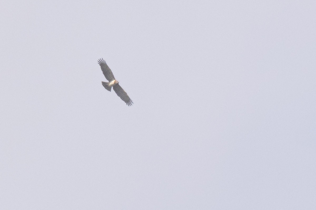 Short-toed Snake-Eagle - ML495021311