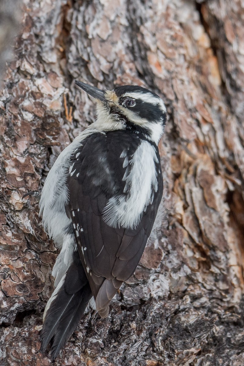 Hairy Woodpecker - ML49502161