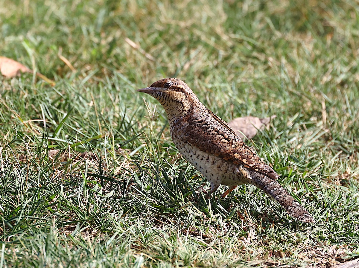 Eurasian Wryneck - ML495022501