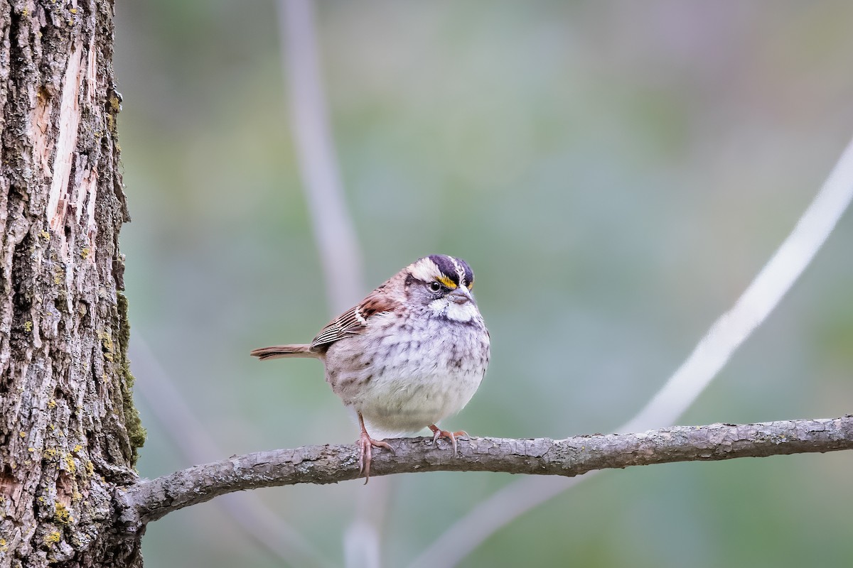 White-throated Sparrow - ML495024351