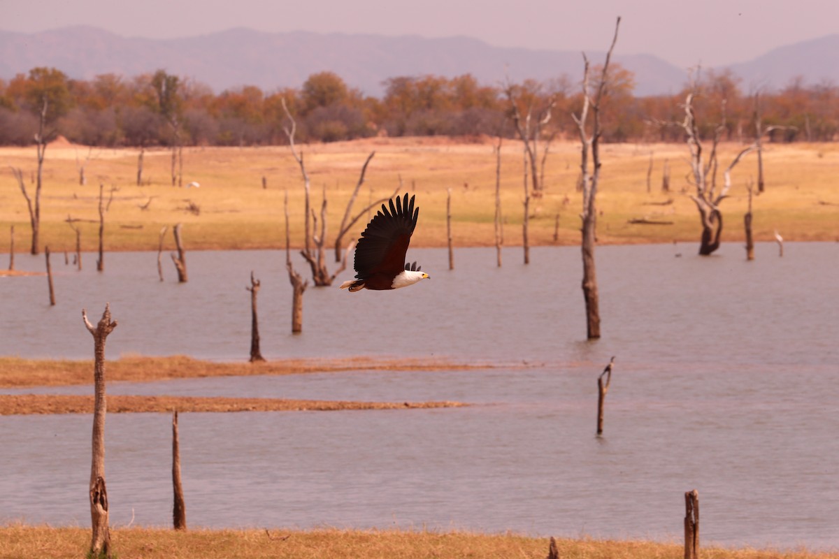 African Fish-Eagle - ML495025741