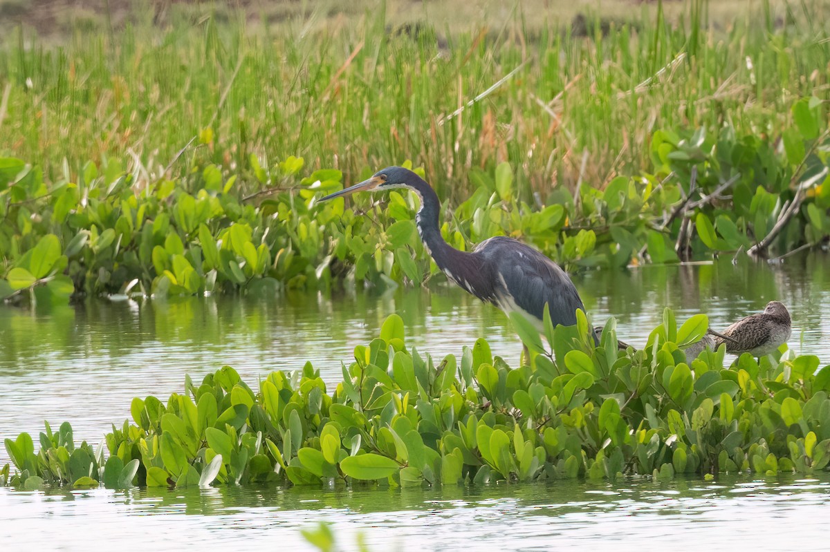 Tricolored Heron - ML495027121