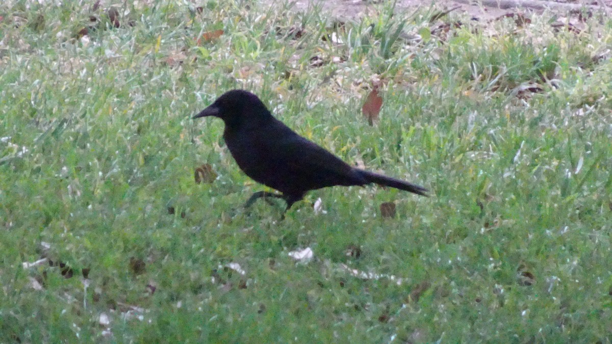 Austral Blackbird - ML495027141