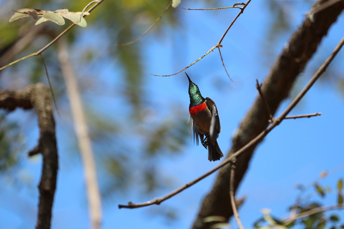 Eastern Miombo Sunbird - ML495027741