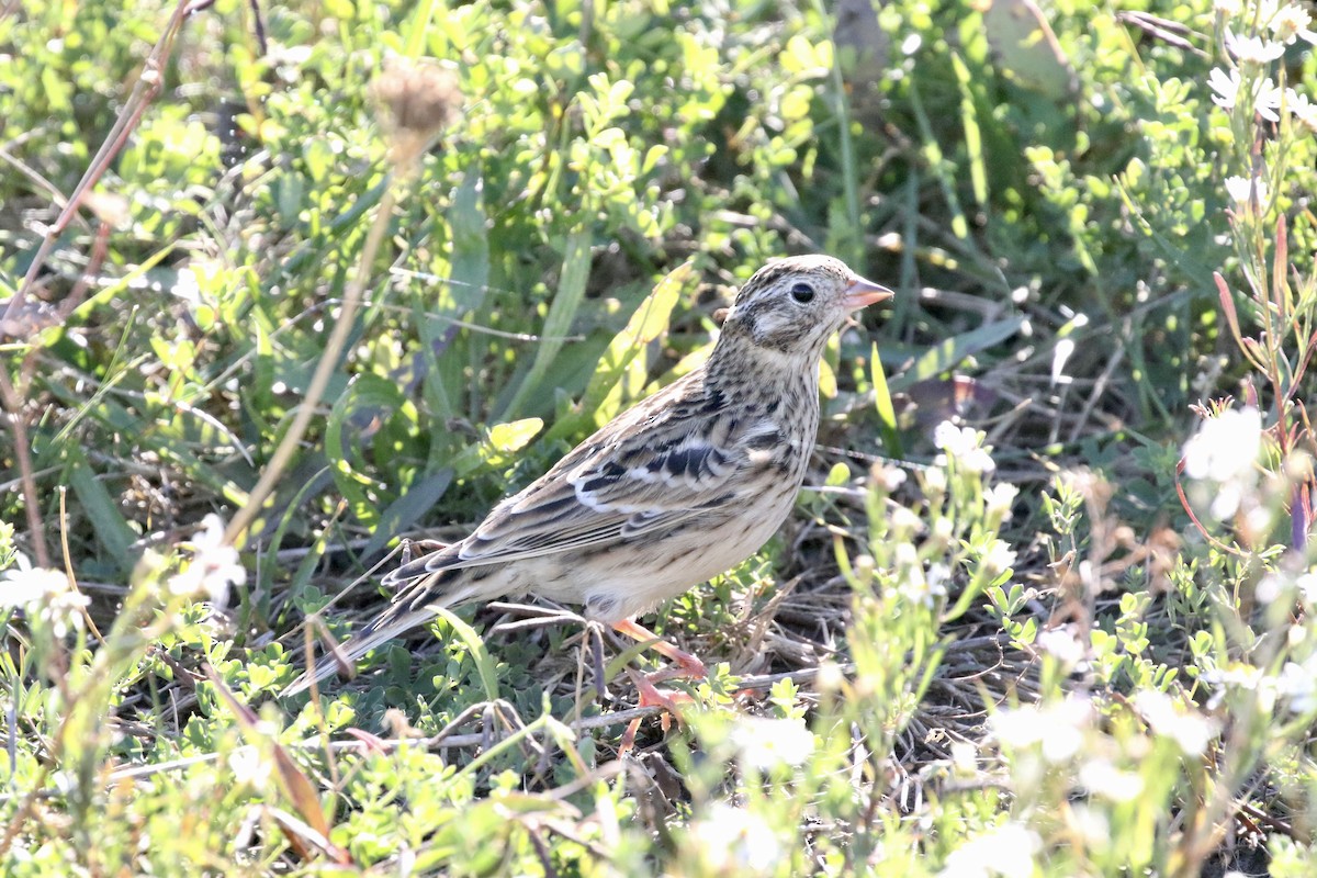 Smith's Longspur - Jim Smallwood