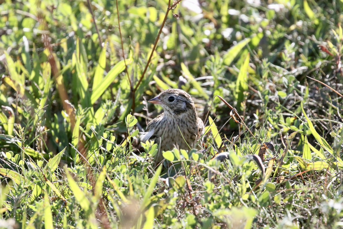 Smith's Longspur - ML495028441