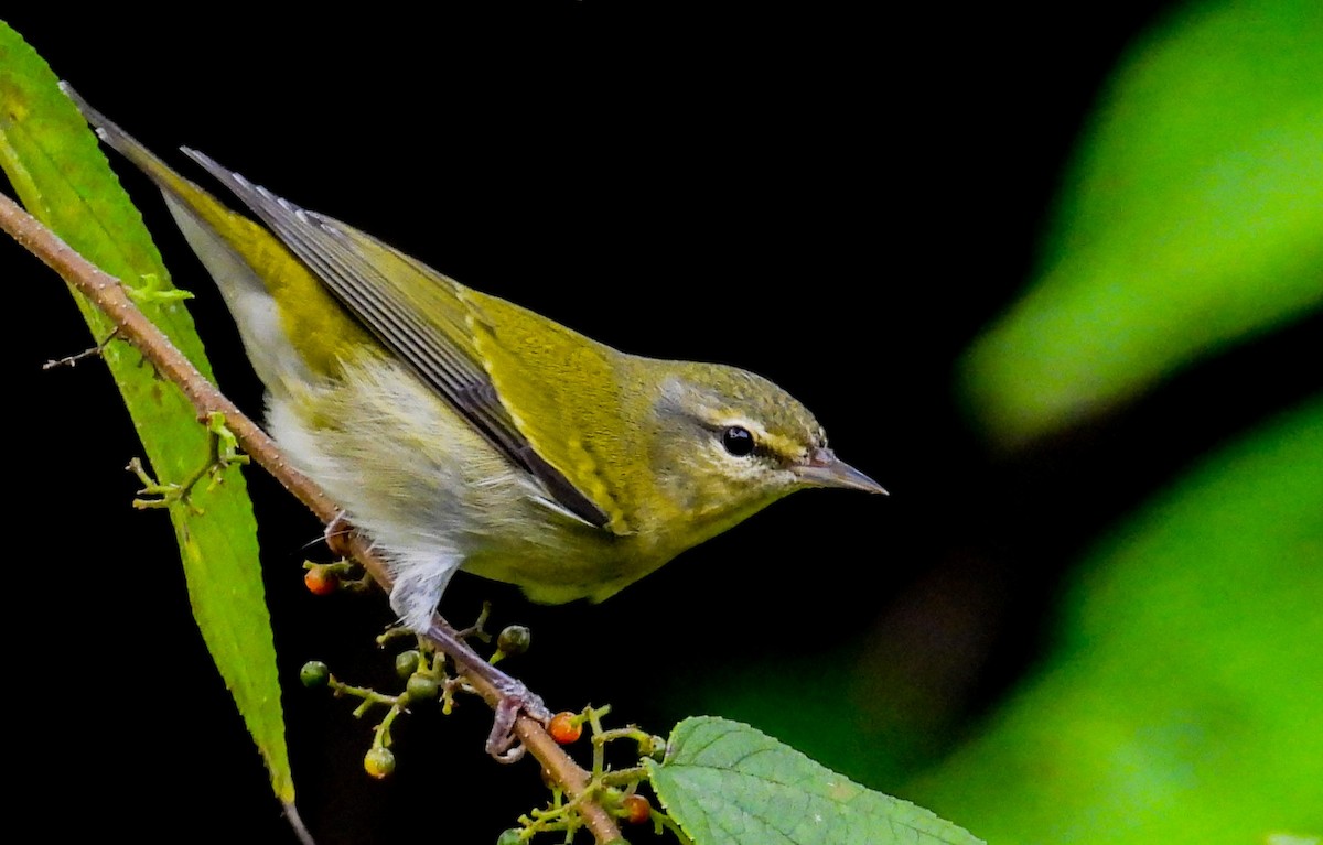 Tennessee Warbler - ML495028801