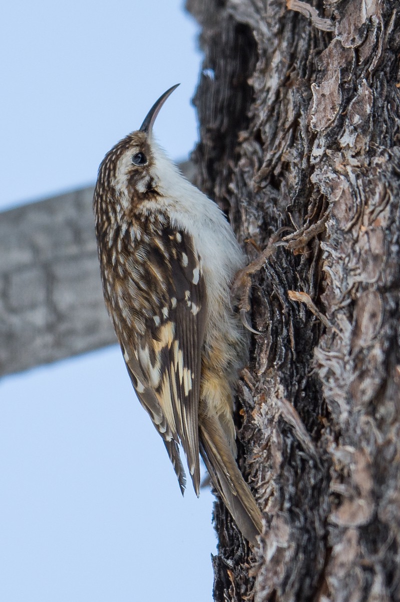 Brown Creeper - ML49502931