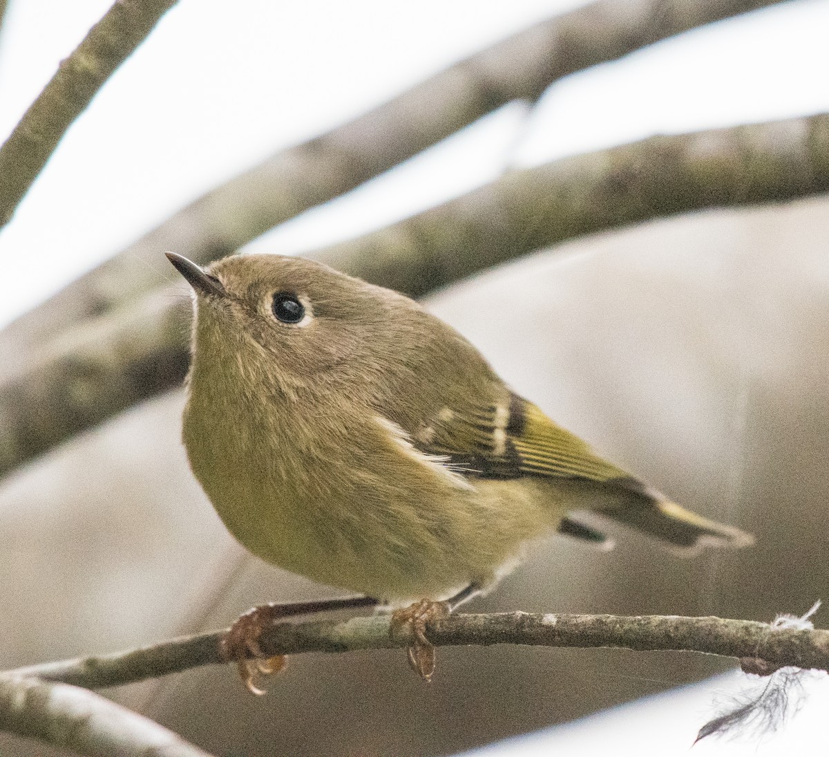 Ruby-crowned Kinglet - ML495030161