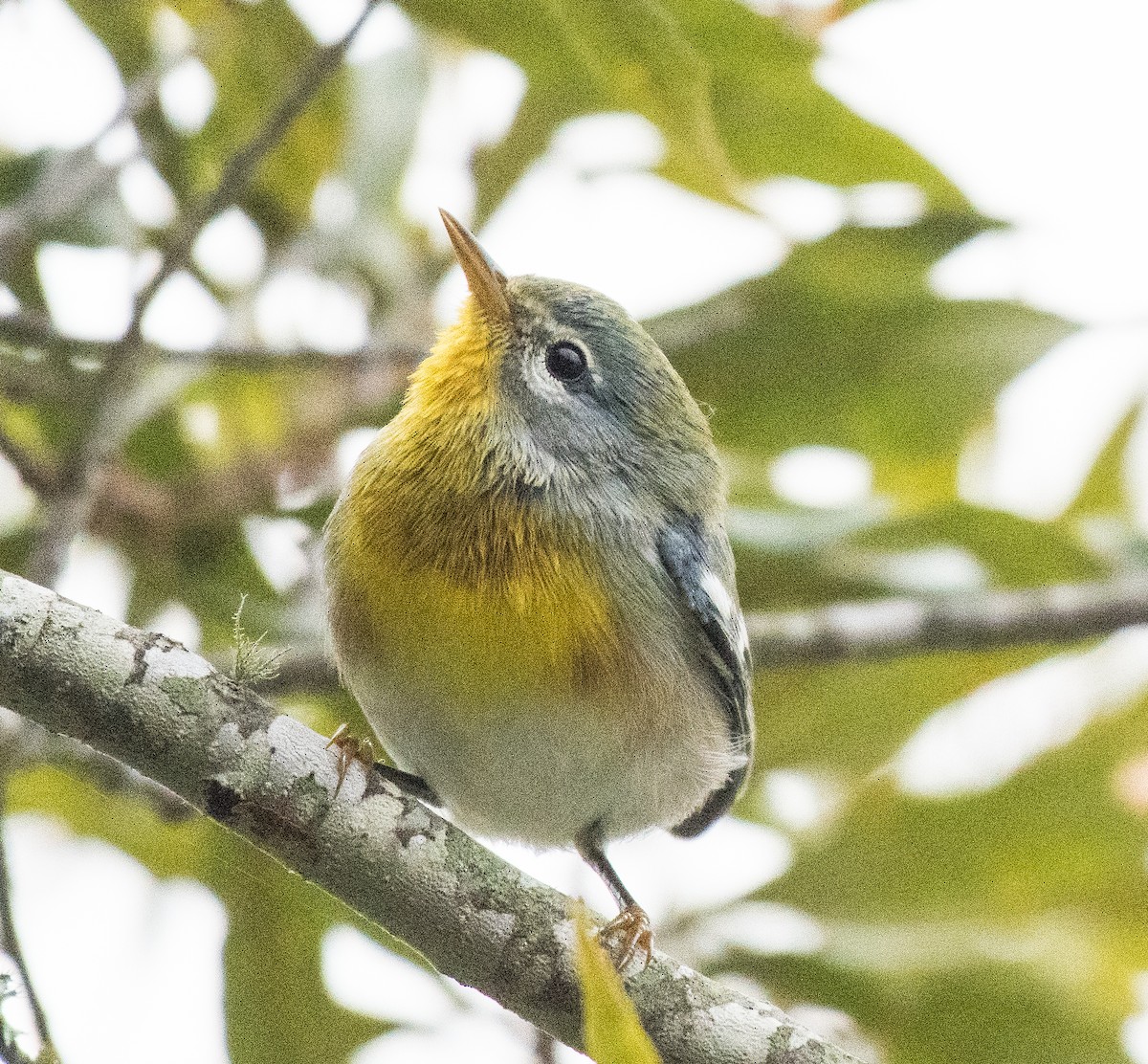 Northern Parula - ML495030201