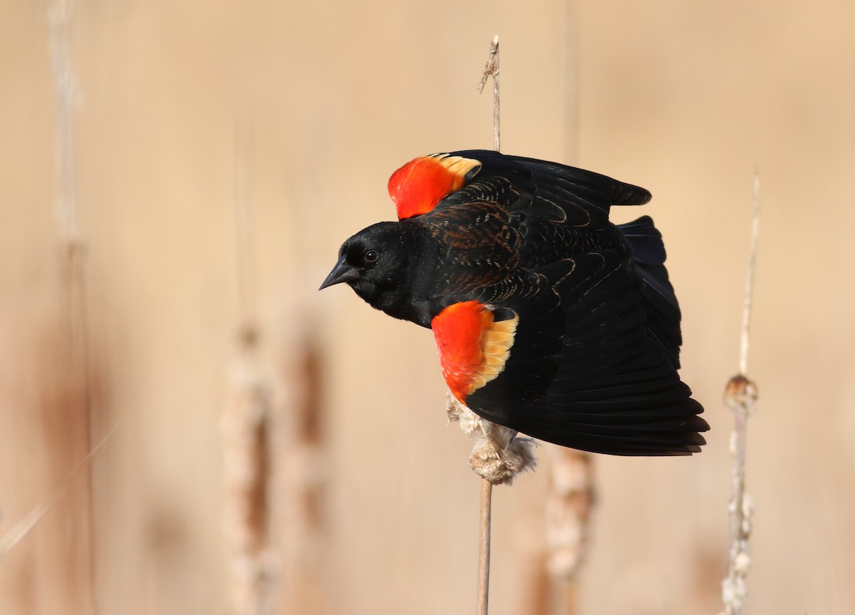 Red-winged Blackbird - ML49503081