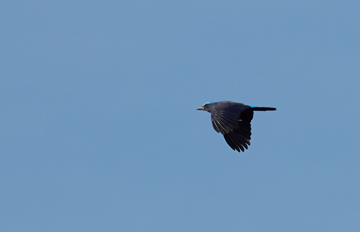Purple-winged Roller - Andy Taylor