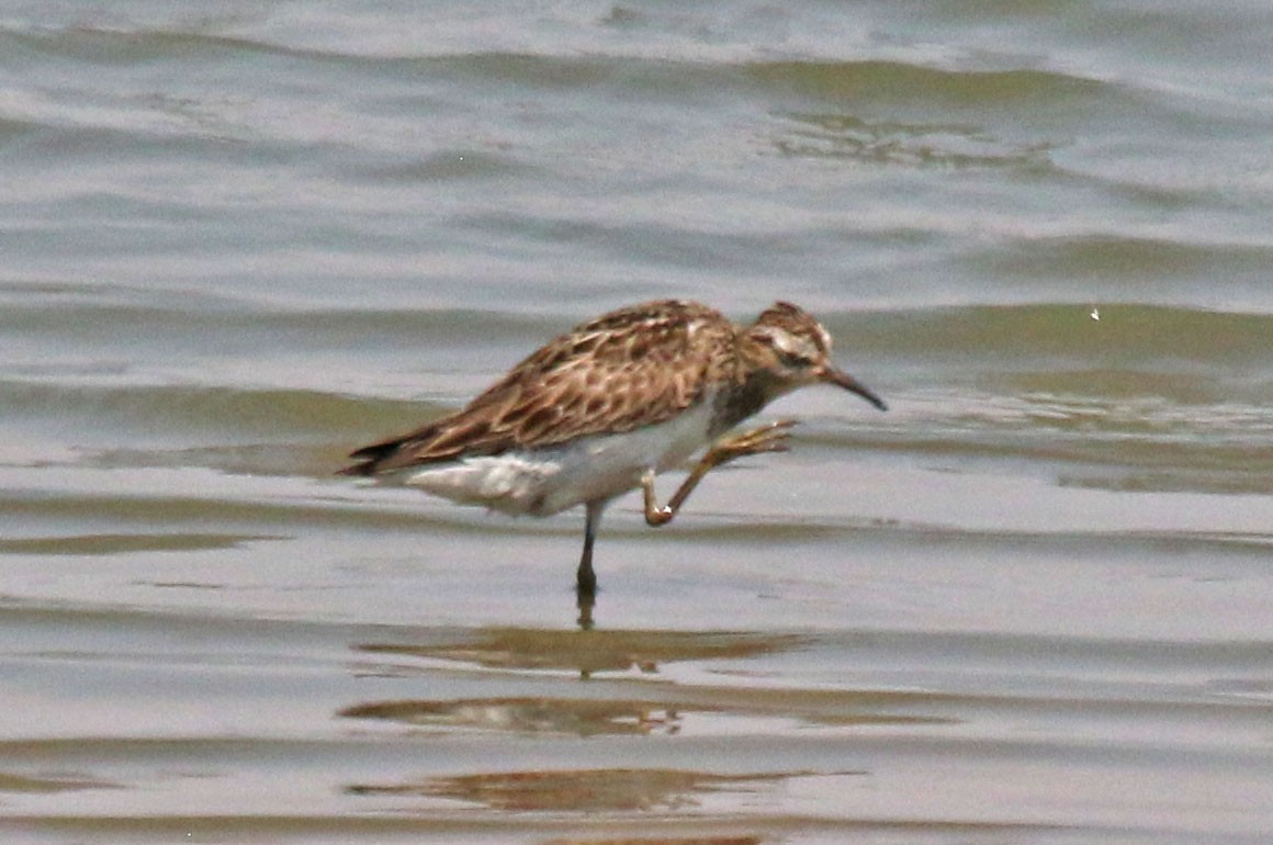 White-rumped Sandpiper - Joan and/or George Sims