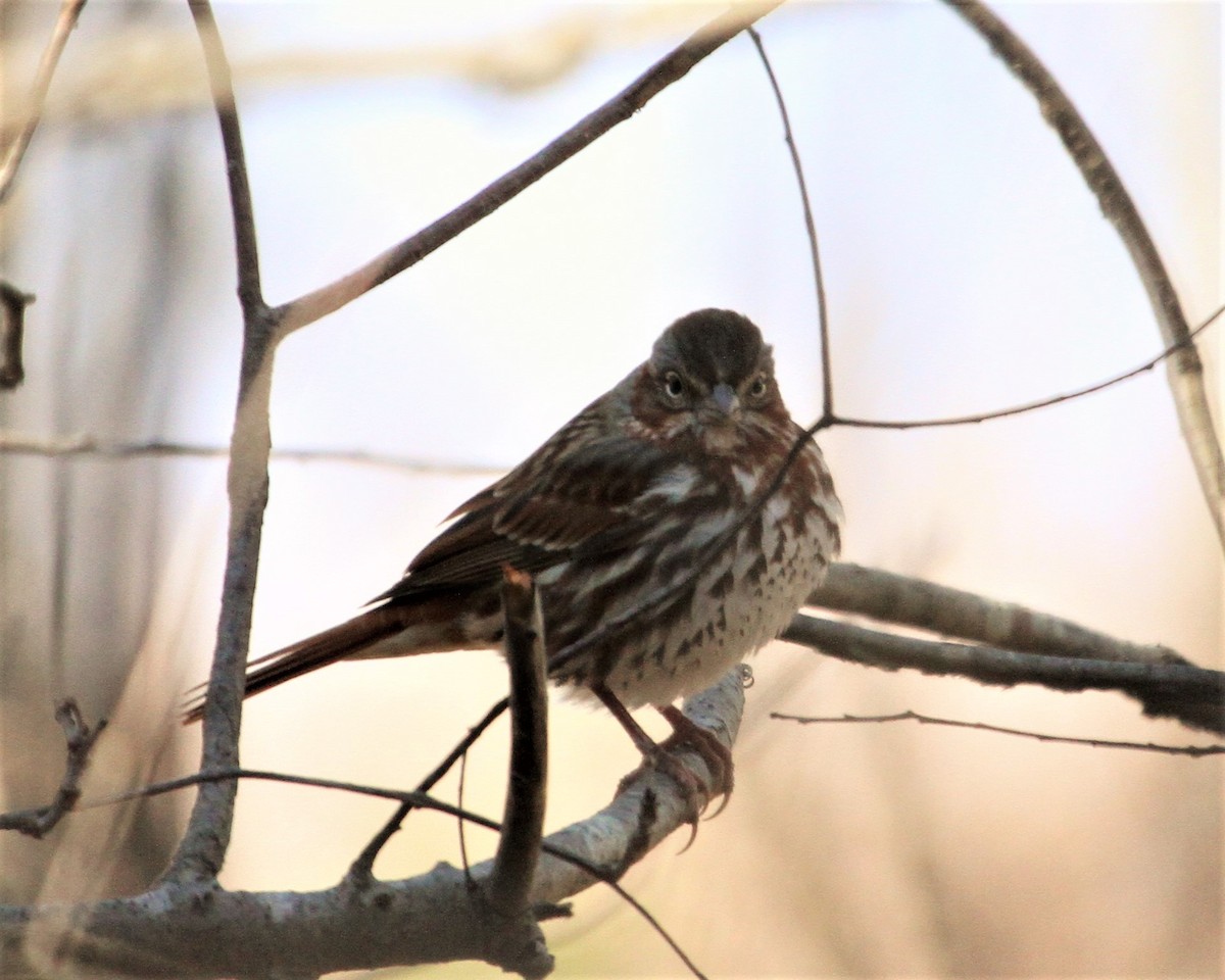 Fox Sparrow - ML49503371