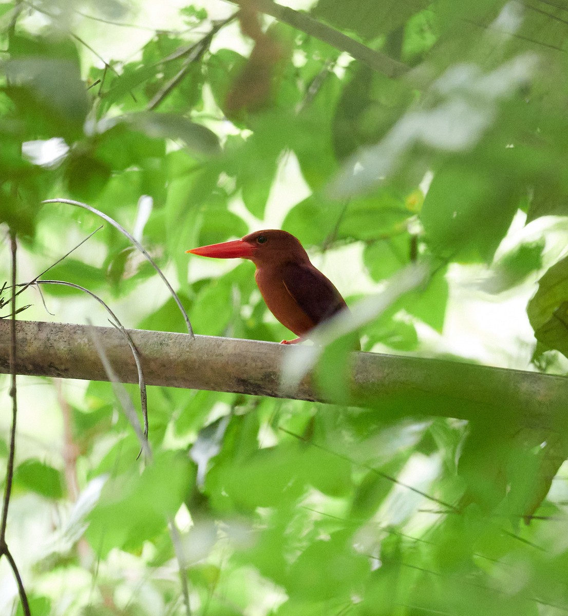 Ruddy Kingfisher - Andy Taylor