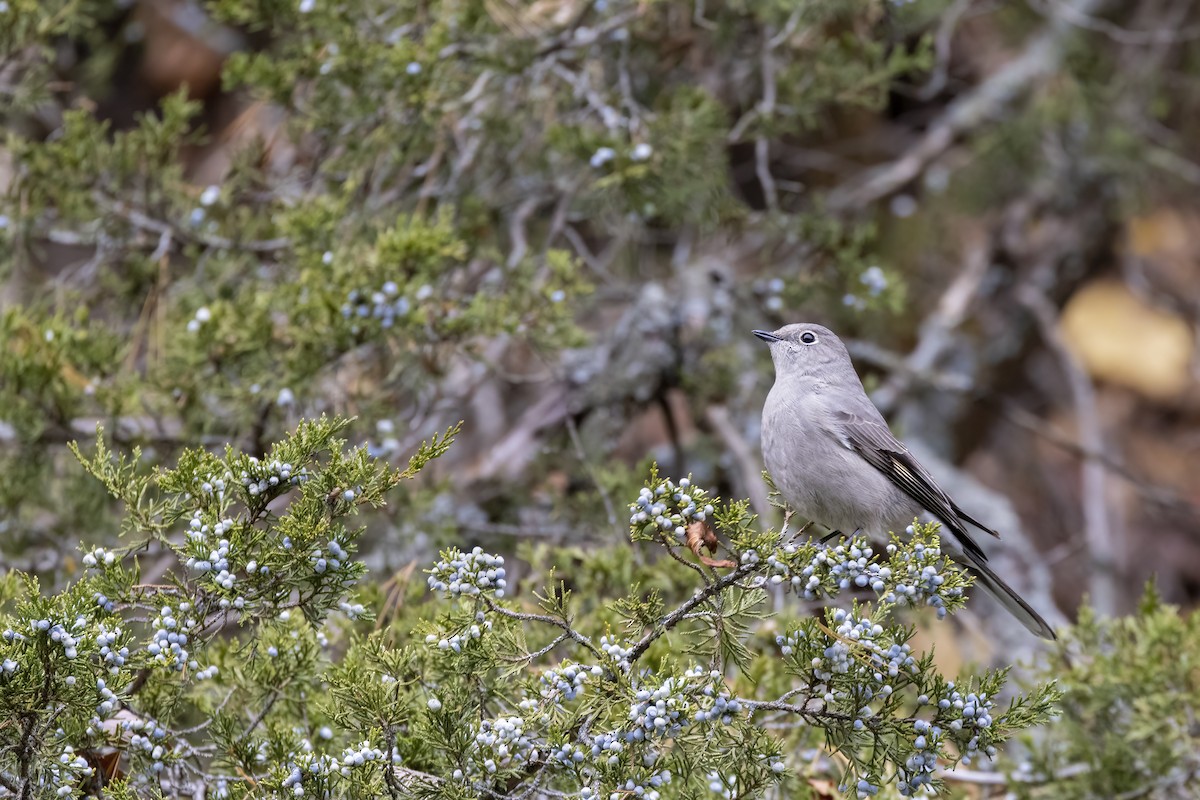 Townsend's Solitaire - ML495036981