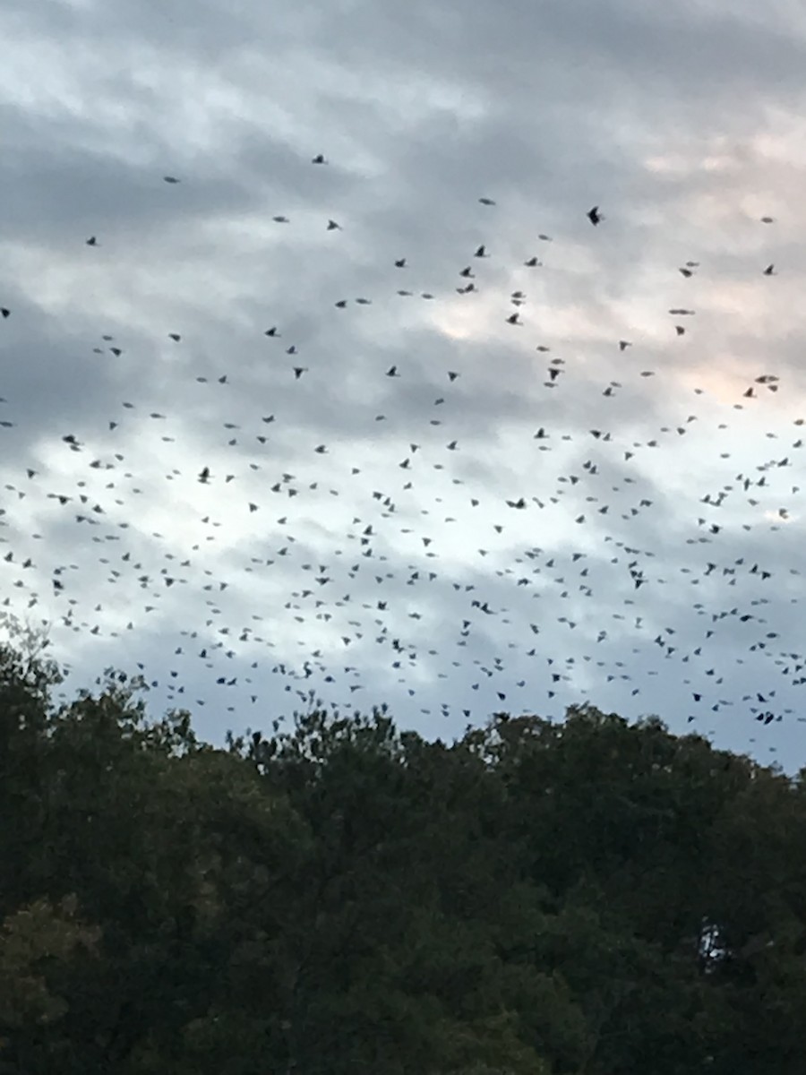 Common Grackle - ML495037351