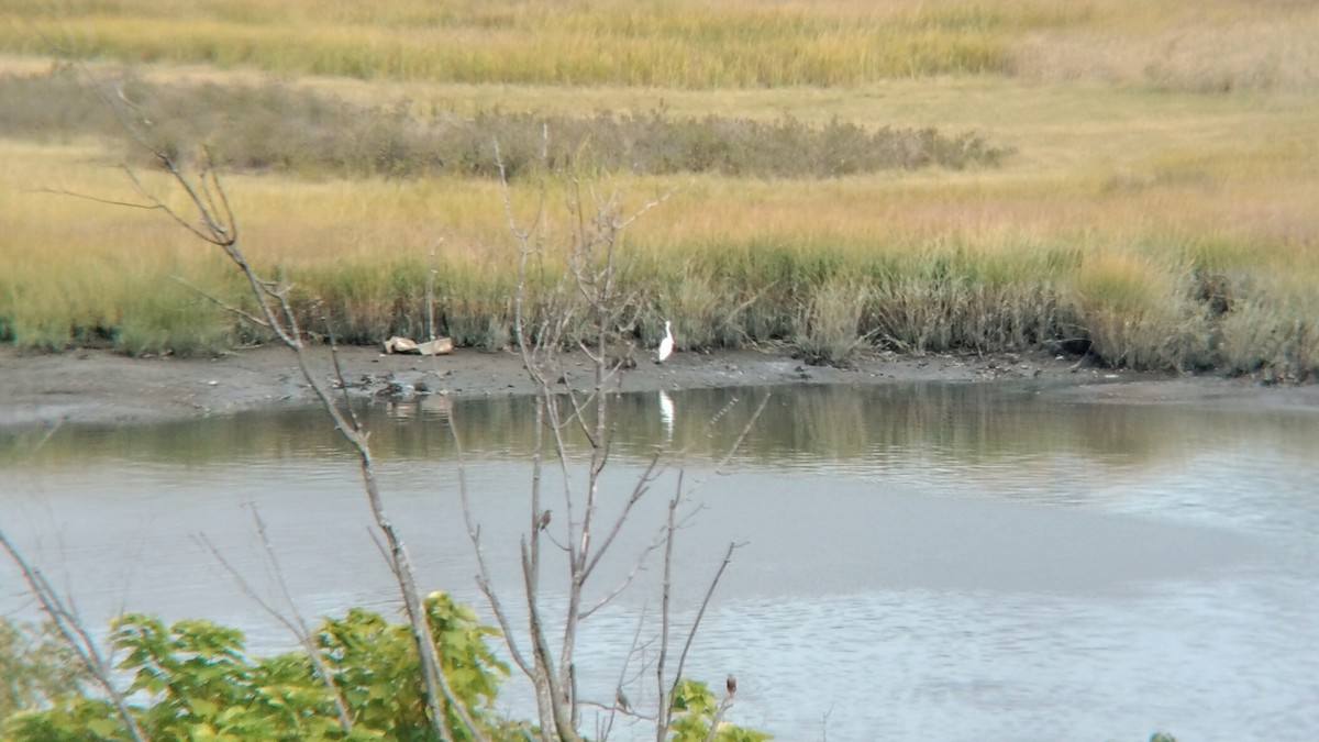 Great Egret (American) - ML495037801