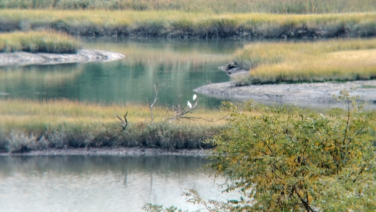 Great Egret (American) - ML495037811