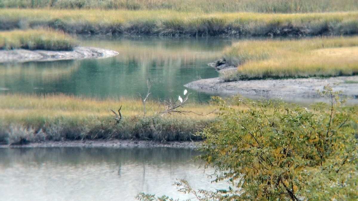 Great Egret (American) - ML495037811