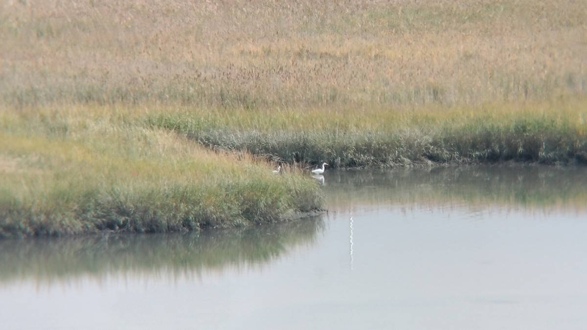 Great Egret (American) - ML495037871