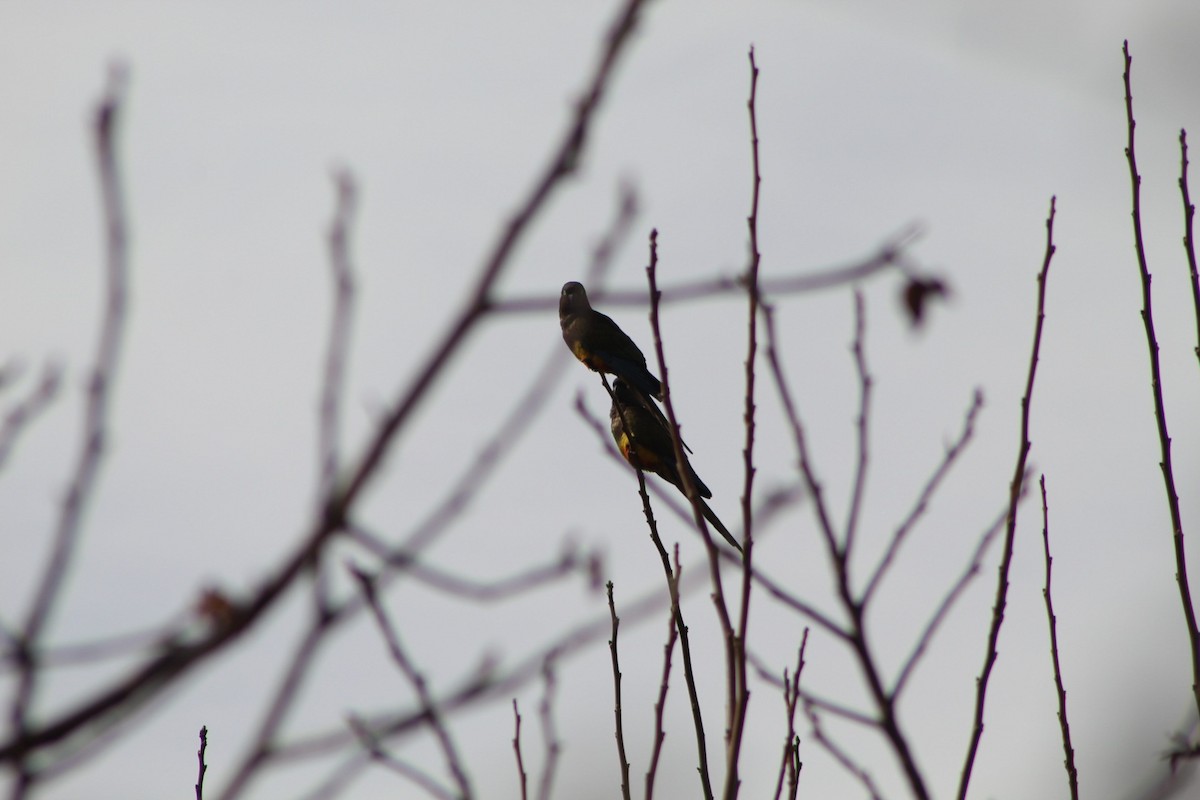 Burrowing Parakeet - ML495038001