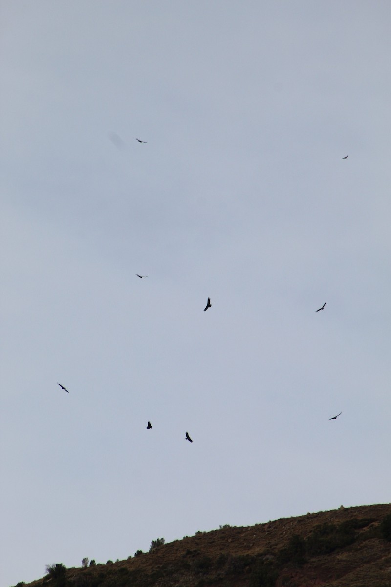 Andean Condor - Lucas Quivira Flores