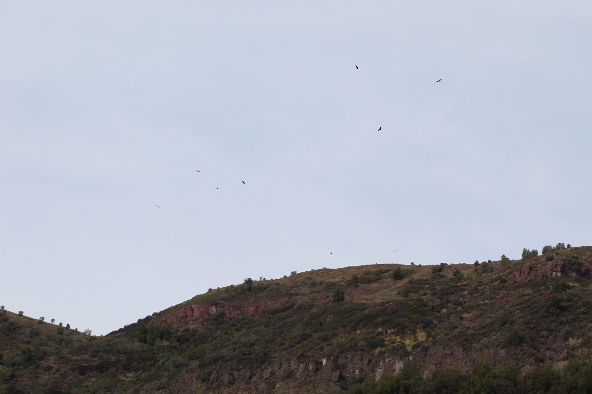 Andean Condor - ML495038361