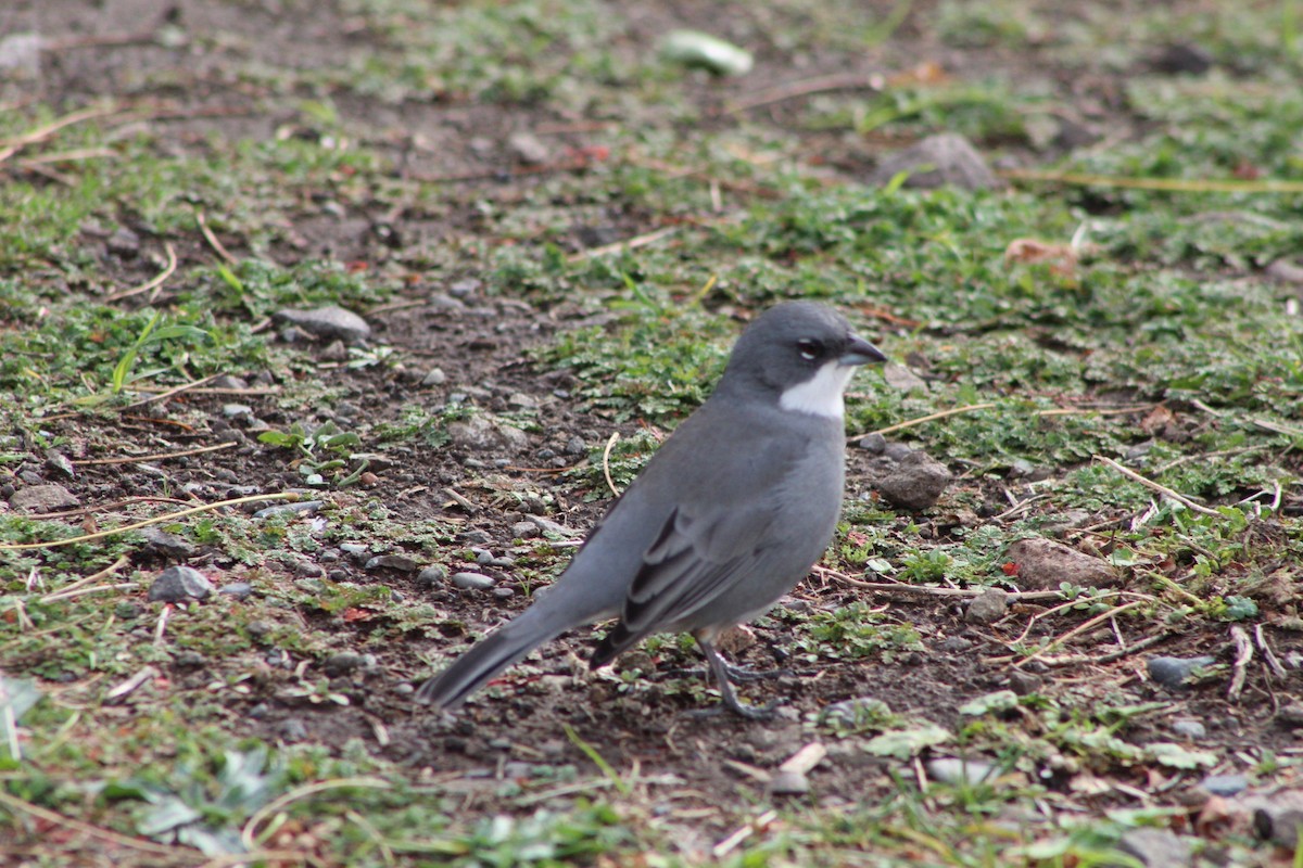 Diuca Finch - ML495038551