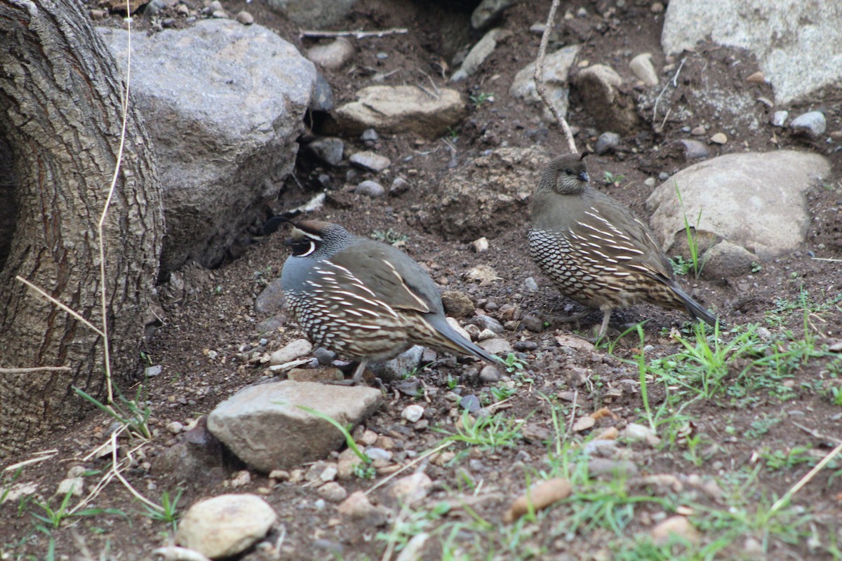 California Quail - ML495039351